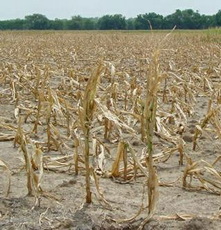 The potential effect on corn of the 2012 drought